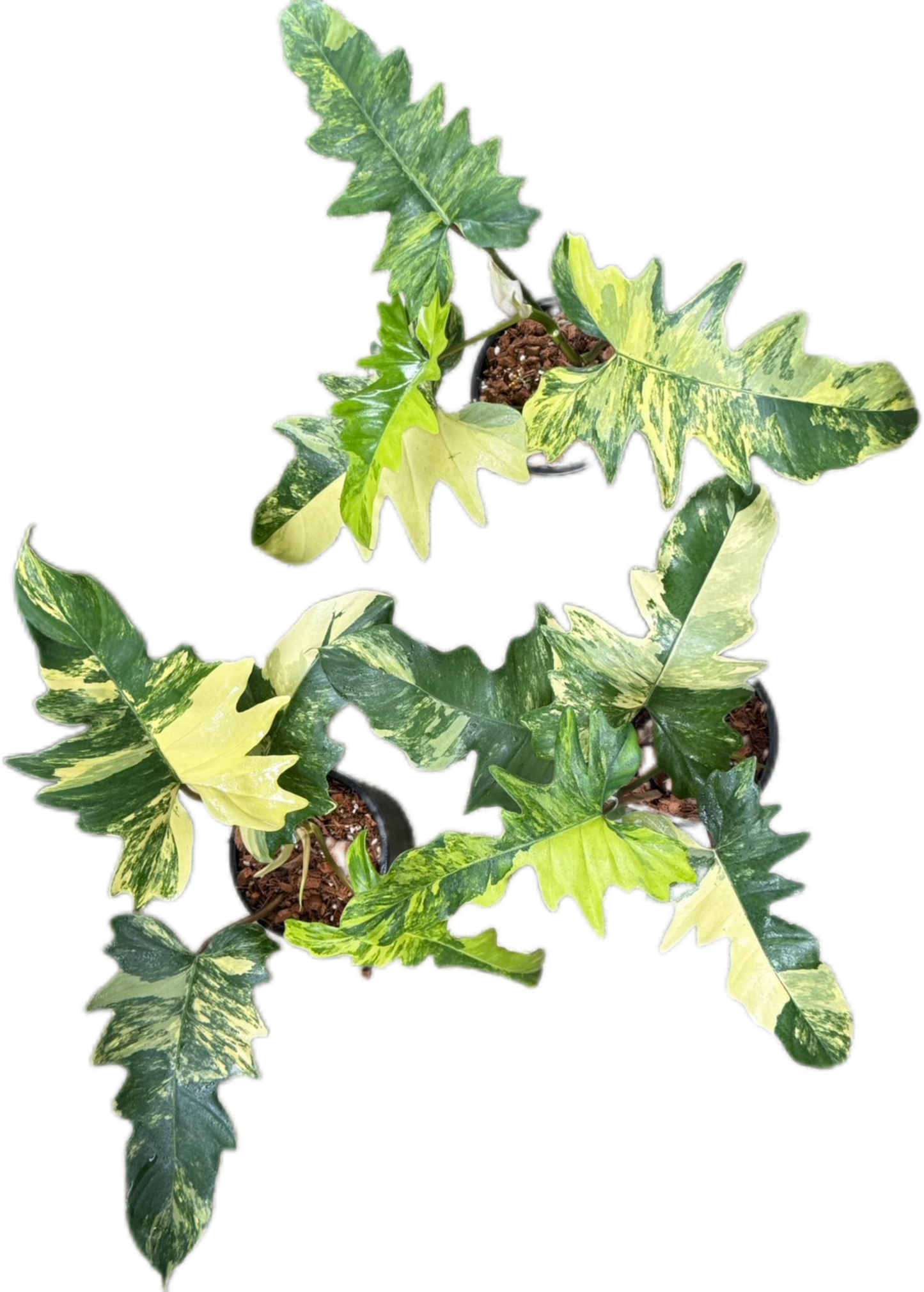 Philodendron Florida x mayoi variegated ( set of 3 plants)