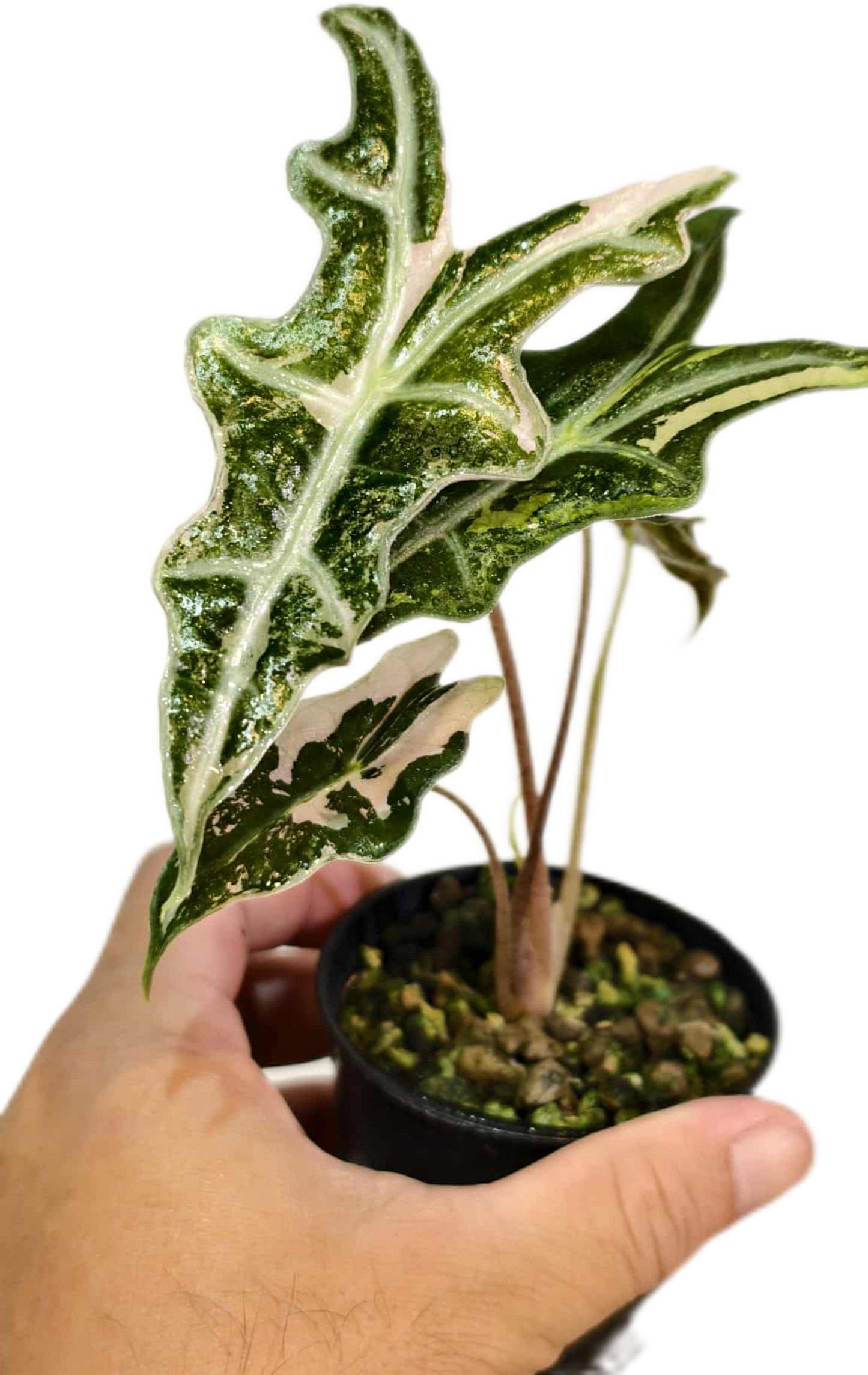 Alocasia nobillis pink variegated (1 plant)