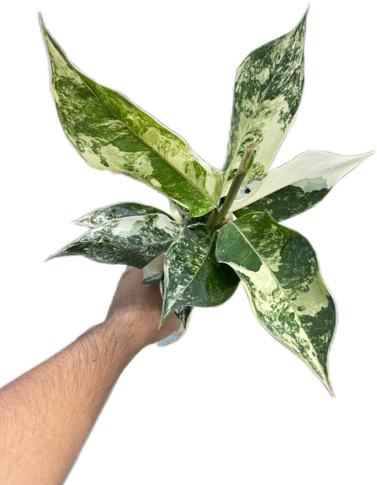 Aglaonema siam jade variegated
– Set of 5 Plants