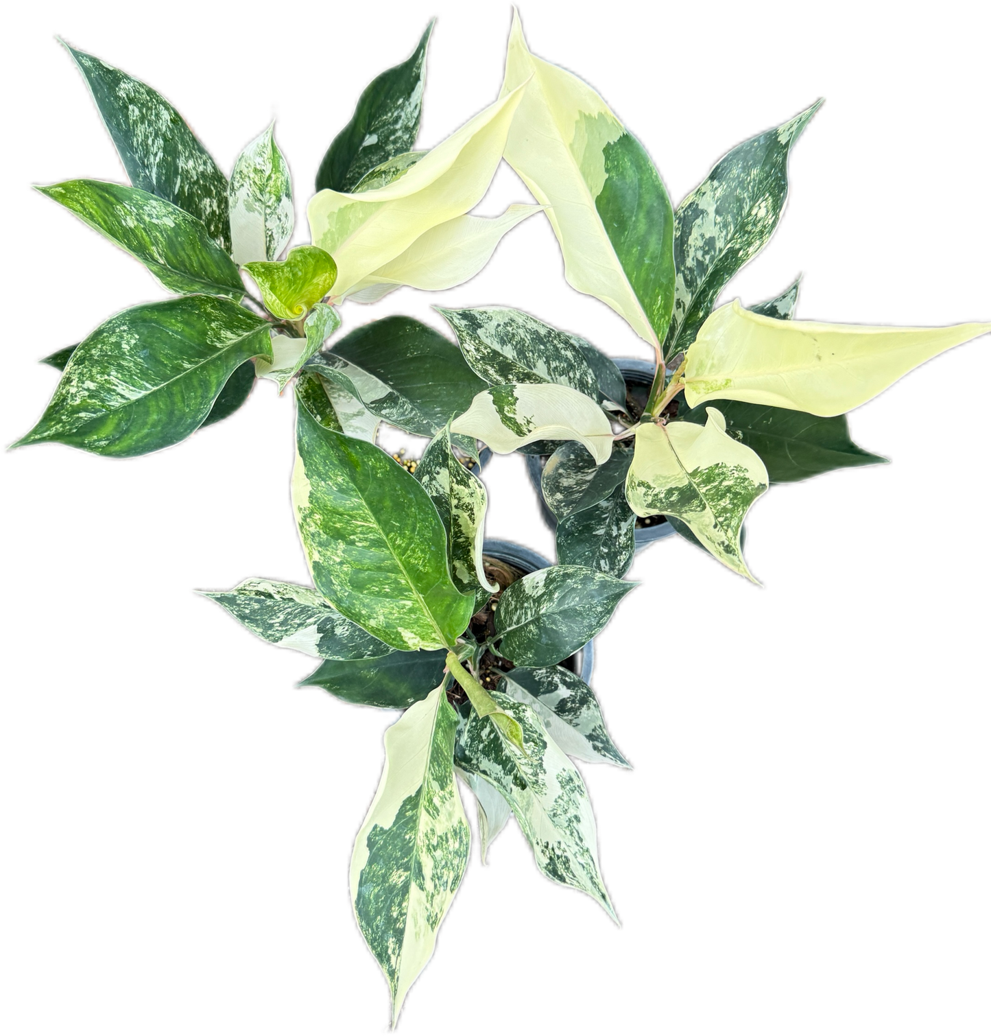 Aglaonema siam jade variegated
– Set of 5 Plants