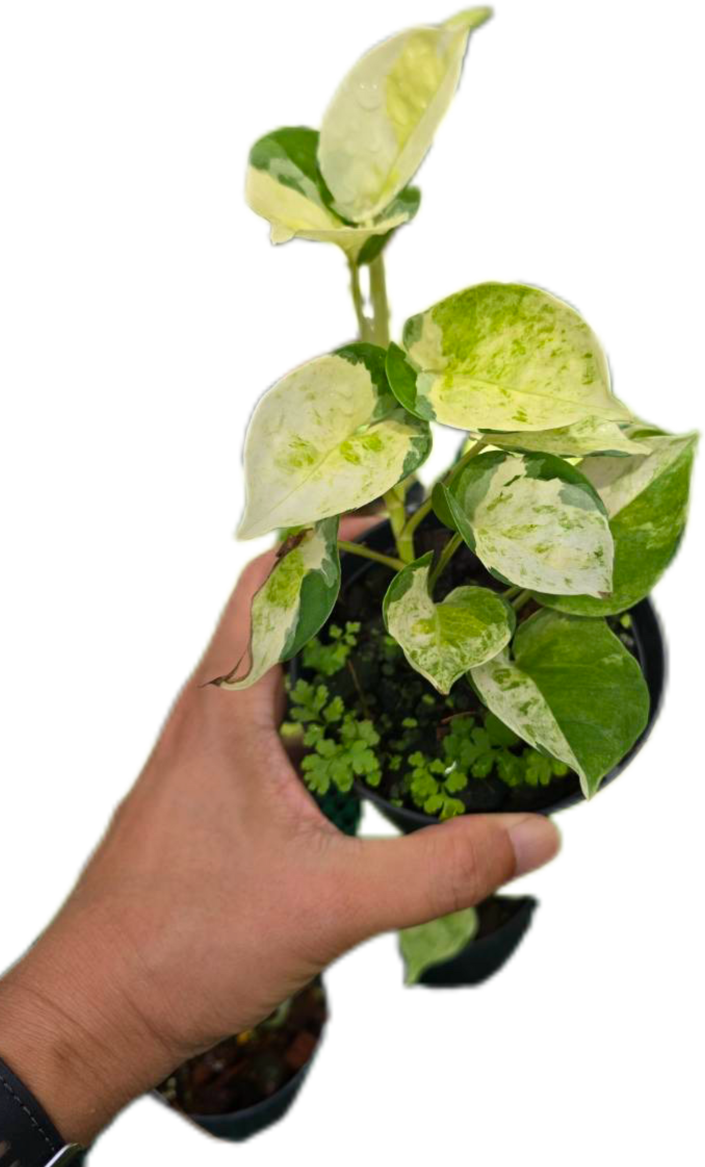 Epipremnum Pothos Global Japan variegated - Set of 10 Plants