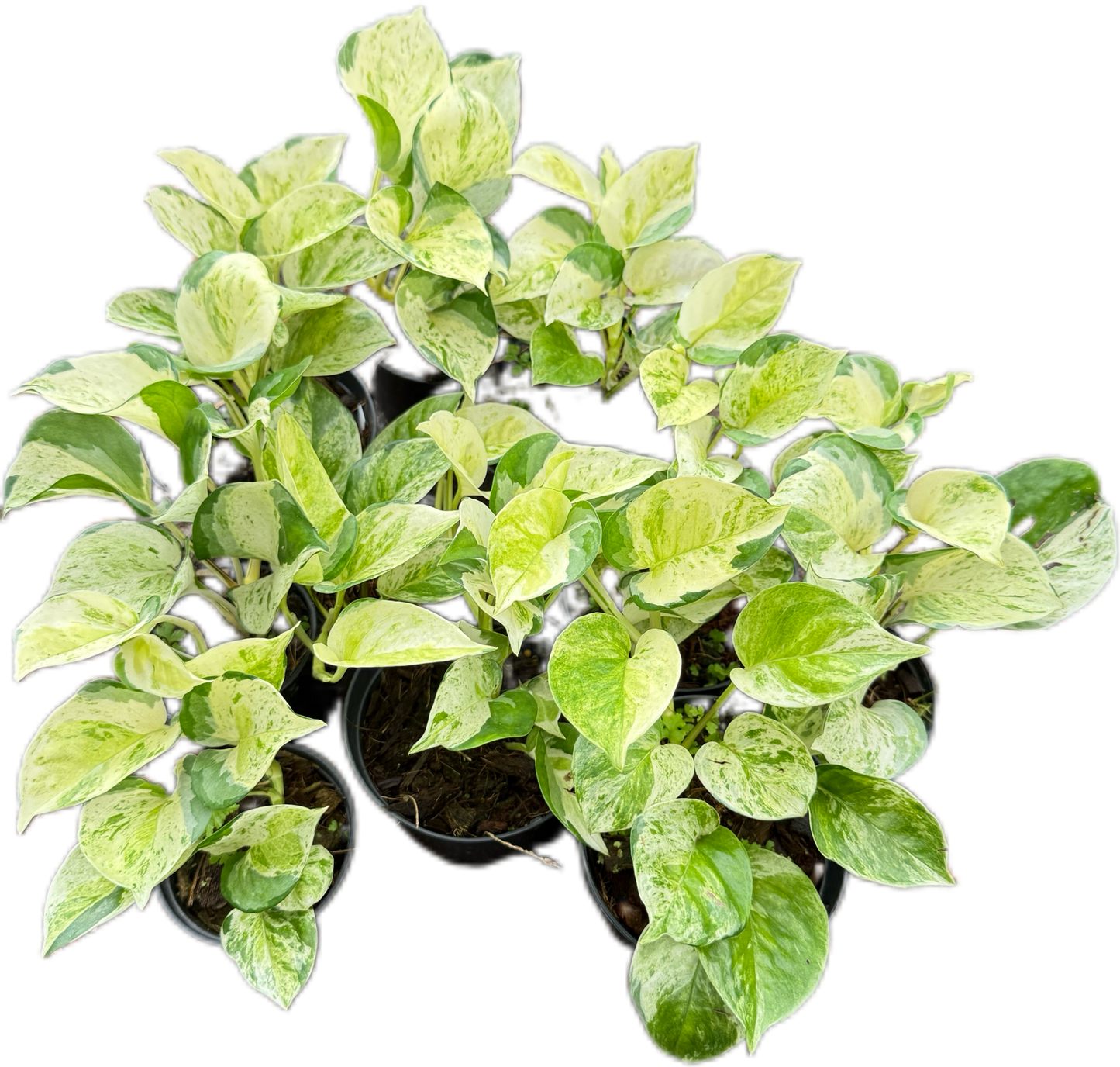 Epipremnum Pothos Global Japan variegated - Set of 10 Plants