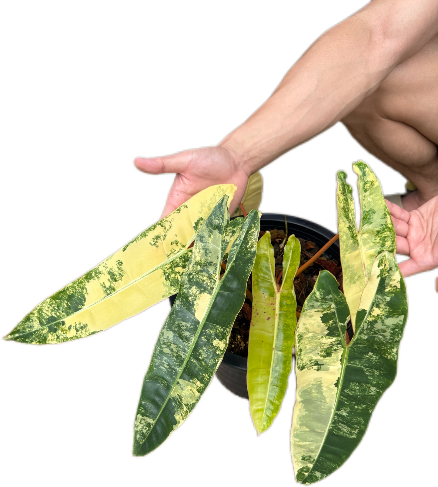 Philodendron billietae variegated(top cut 6 leaves rooted)