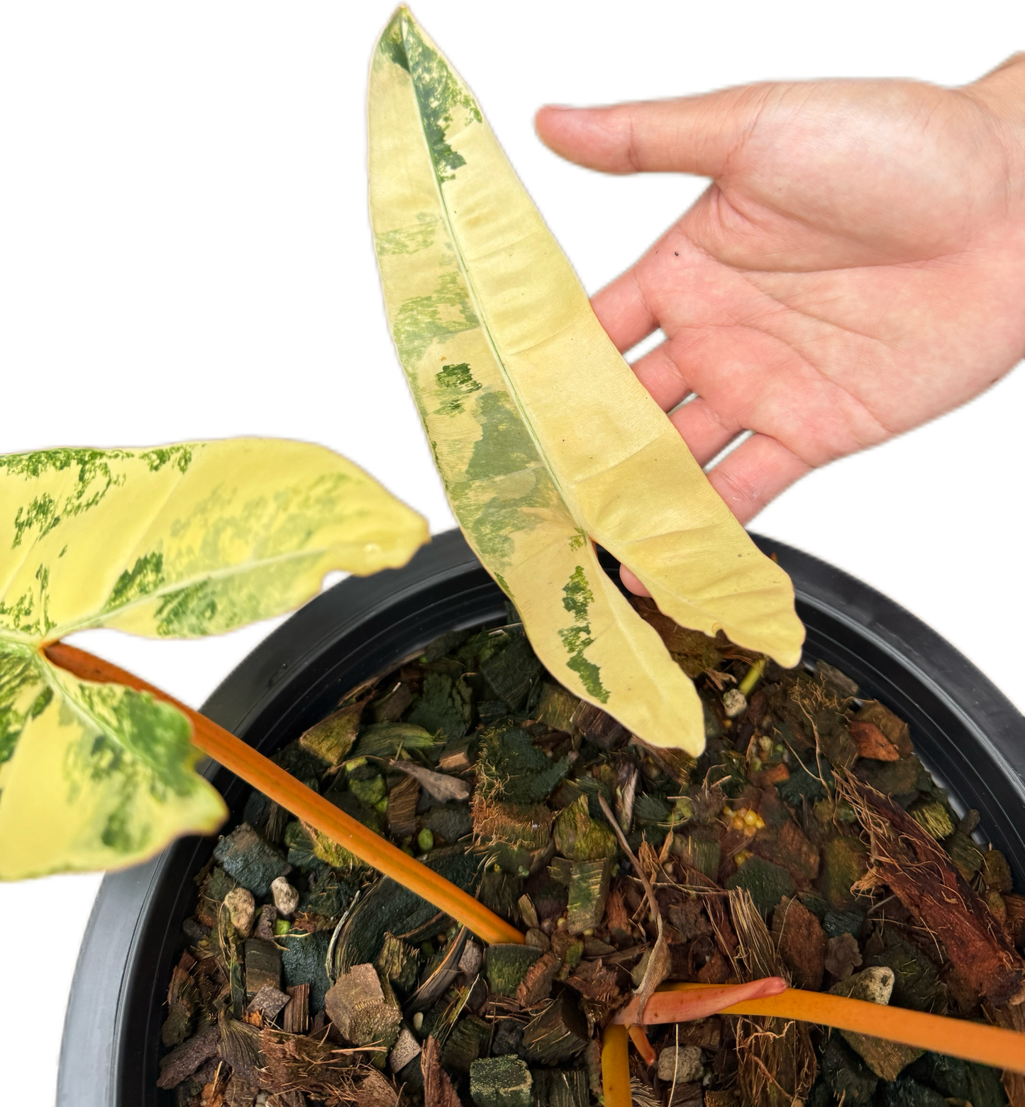 Philodendron billietae variegated(top cut 6 leaves rooted)