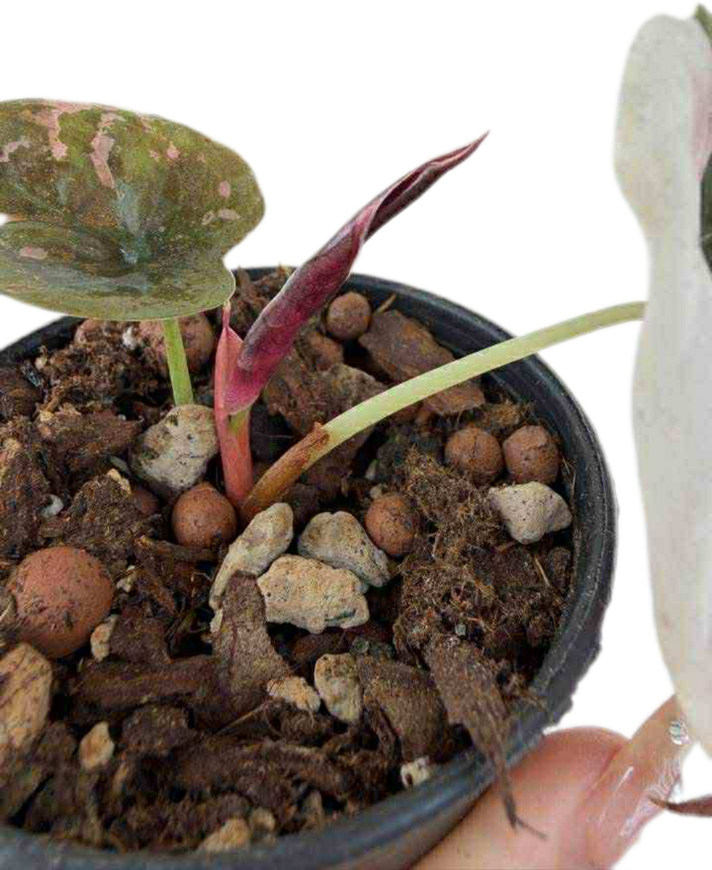 Alocasia red cuprea pink variegated (from corm 1 plant)