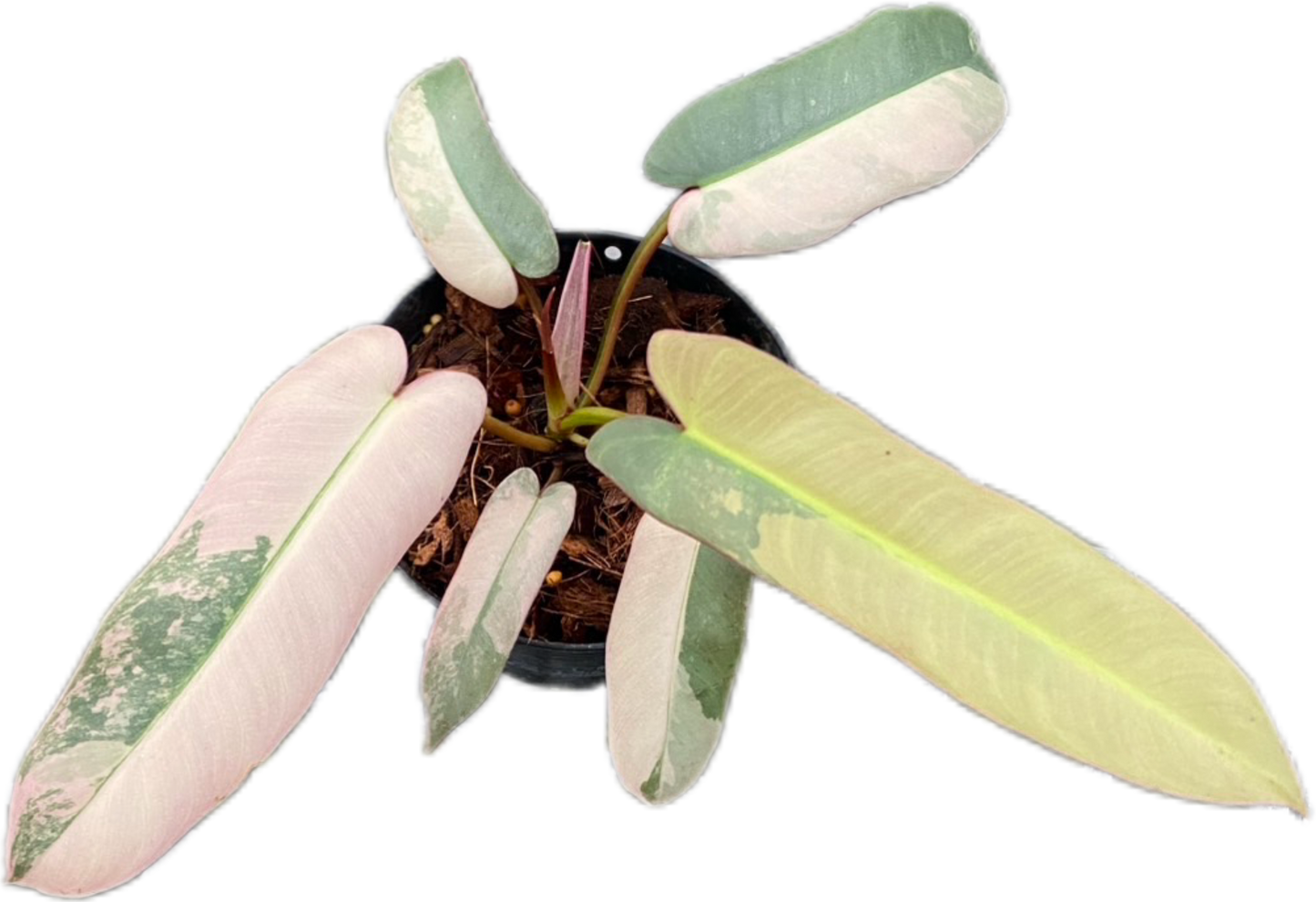 Philodendron Atabapoense Pink Variegated