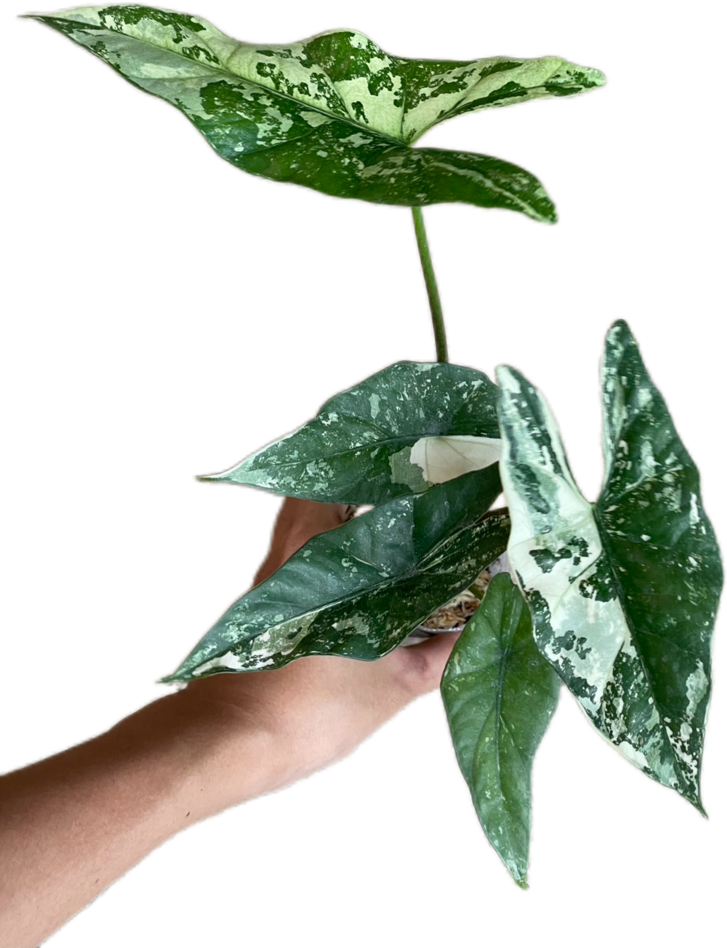 Alocasia Simpo Albo Variegated