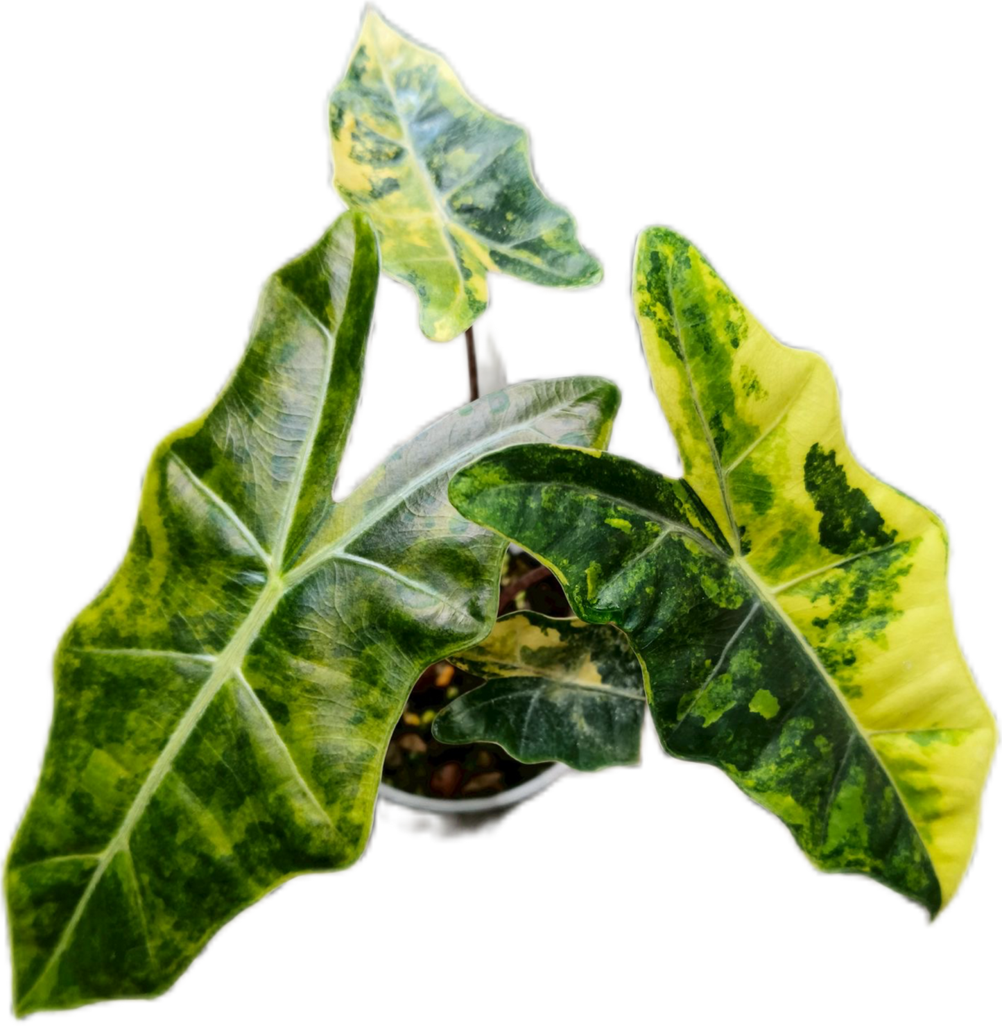 Alocasia Pseudo Aurea Variegated