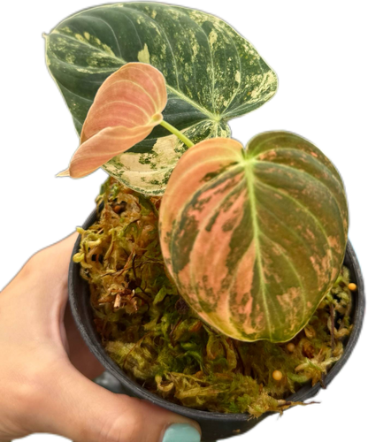 Philodendron melanochrysum orange Variegated small size