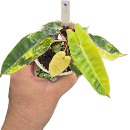 Philodendron billietae variegated small set of 5 plants