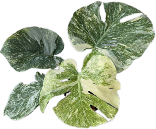Monstera legacy variegated( 1 plant)