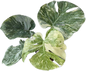 Monstera legacy variegated( 1 plant)