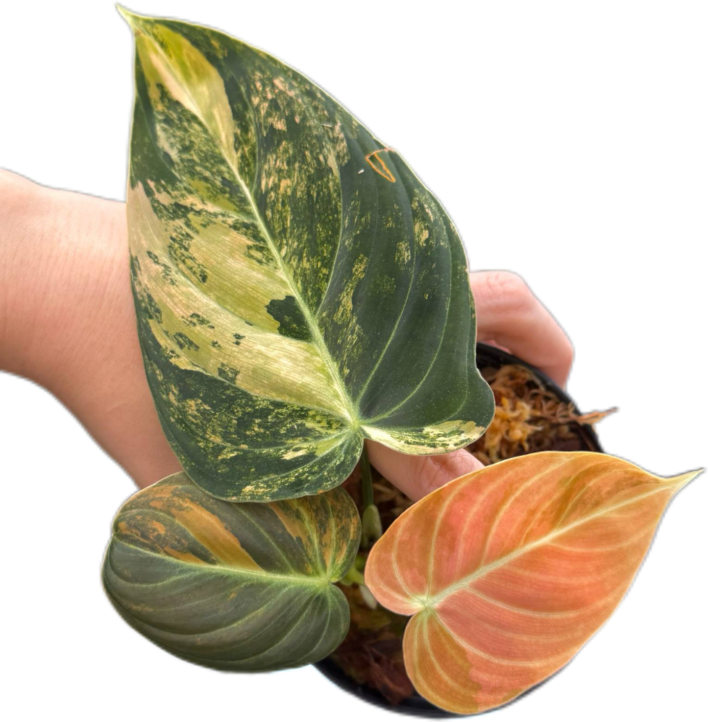 Philodendron melanochrysum orange Variegated small size