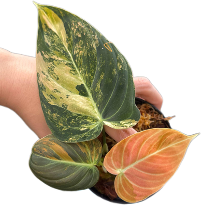 Philodendron melanochrysum orange Variegated small size