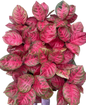 Aglaonema sombat Siam red – Set of 5 Plants