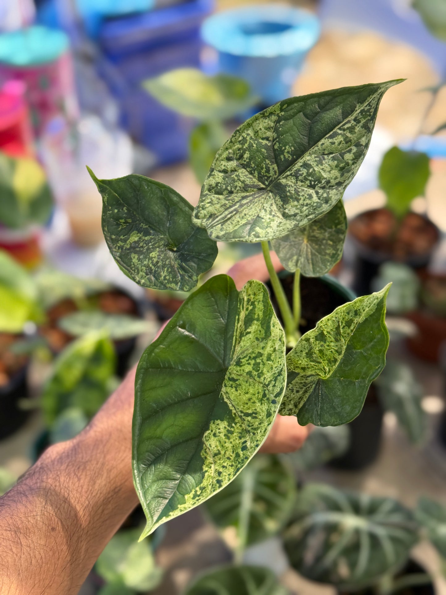 Alocasia Dragon Scale mint Variegated - Set of 5 Plants