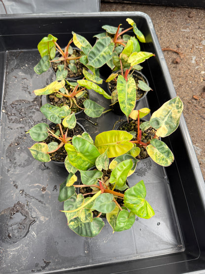 Philodendron billietae variegated small set of 5 plants