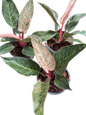 Philodendron birkin pink variegated