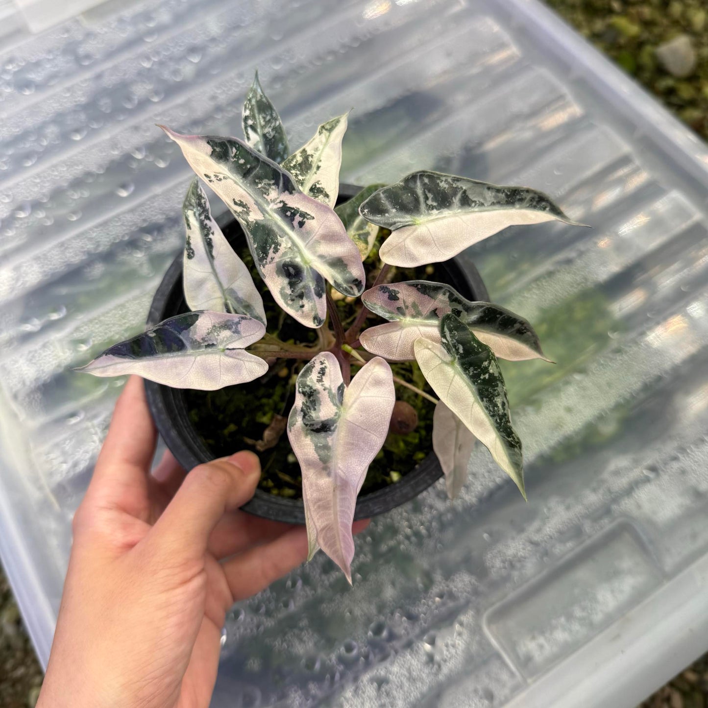 Alocasia Bambino Pink Variegated - Set of 5 Plants