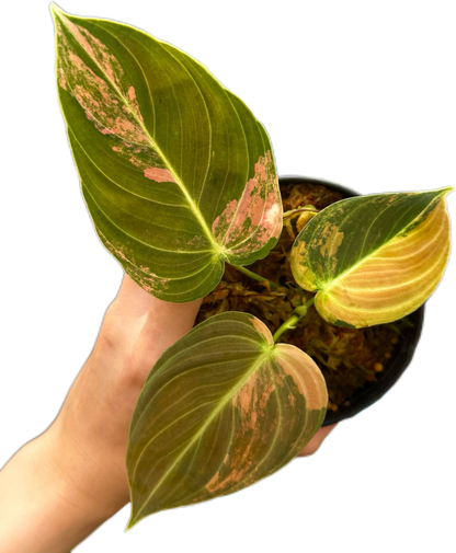 Philodendron melanochrysum orange Variegated small size
