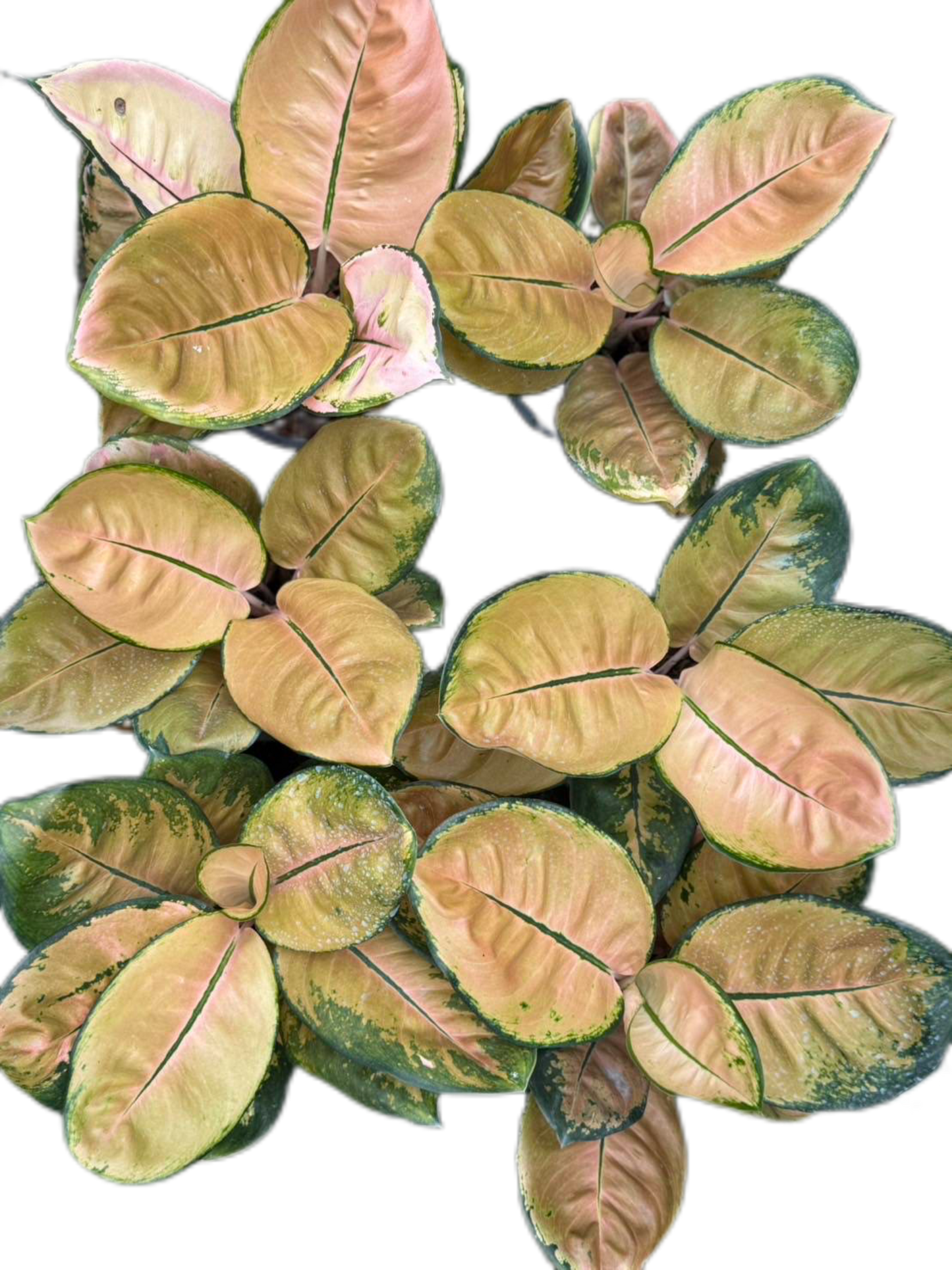 Aglaonema star bucks– Set of 5 Plants