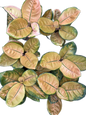 Aglaonema star bucks– Set of 5 Plants