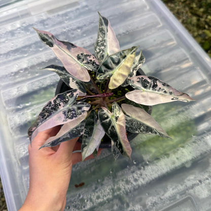Alocasia Bambino Pink Variegated - Set of 5 Plants