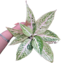 Aglaonema white legacy-set 5 pcs