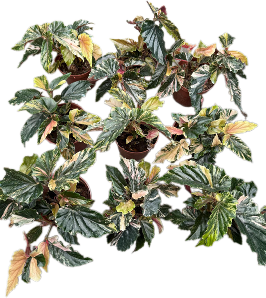 Begonia ginny galaxy – Set of 10 Plants