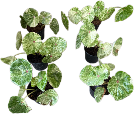 Begonia Rouge variegated– Set of 5 Plants