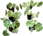 Begonia Rouge variegated– Set of 5 Plants