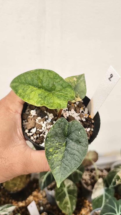 Alocasia Melo aurea variegated (1 plant)