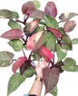 Philodendron orange princess Variegated medium size set 5 pcs