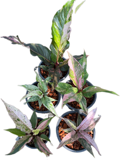 Anthurium renaissance variegated- Wholesale Set of 10 Plants