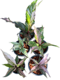 Anthurium renaissance variegated- Wholesale Set of 10 Plants