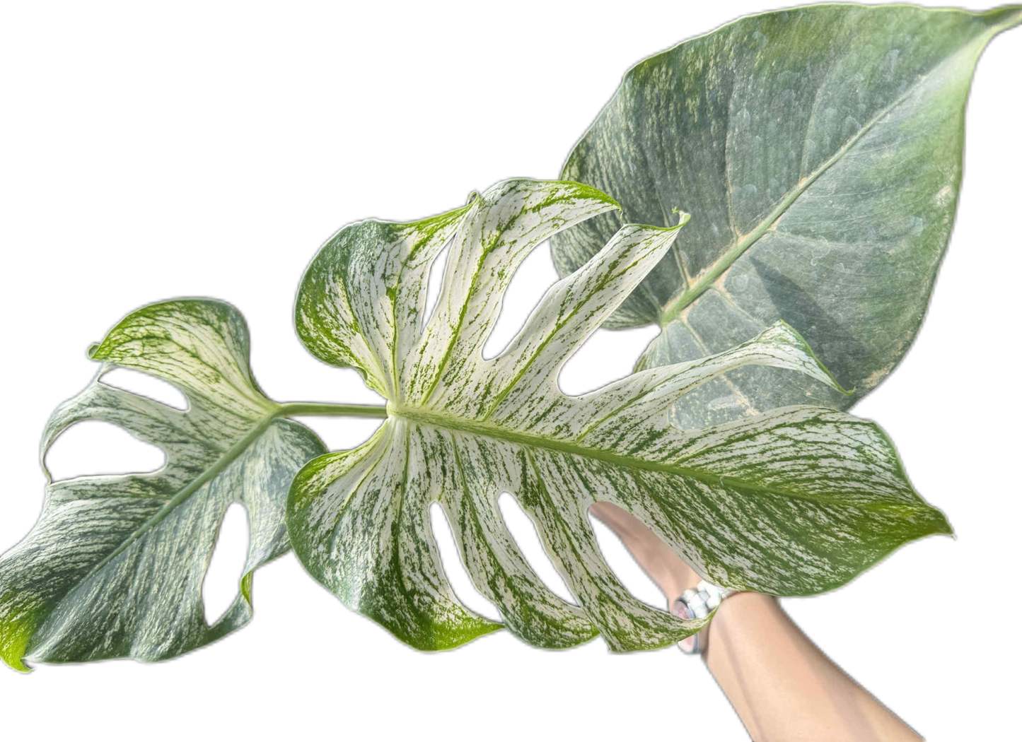 Monstera deliciosa “Devil Monstera” Variegated – Rare Top Cut (Exact Plant Shown)