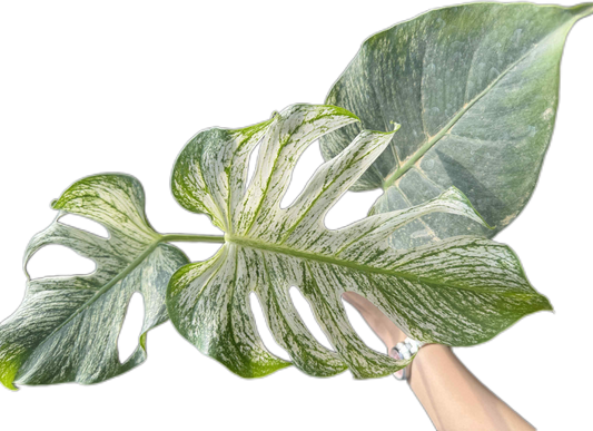 Monstera deliciosa “Devil Monstera” Variegated – Rare Top Cut (Exact Plant Shown)