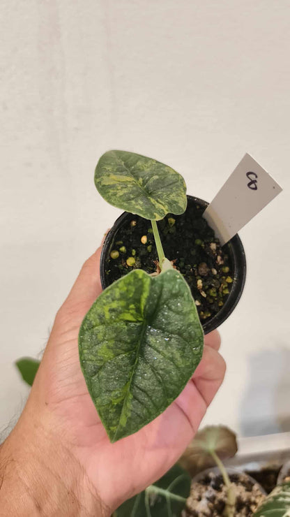 Alocasia Melo aurea variegated (1 plant)