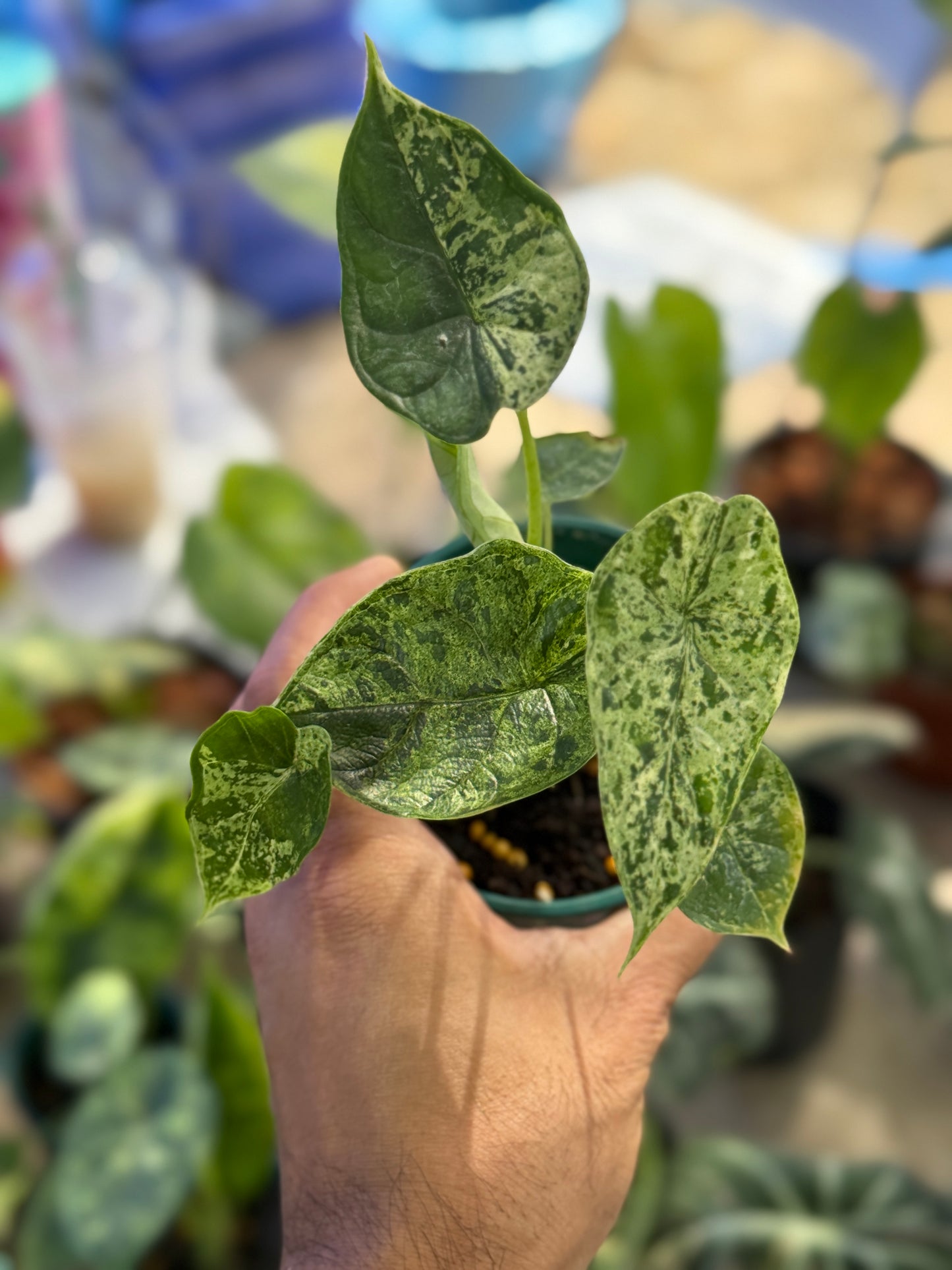 Alocasia Dragon Scale mint Variegated - Set of 5 Plants