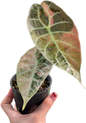 Alocasia Watsoniana pink variegated (1 plant)