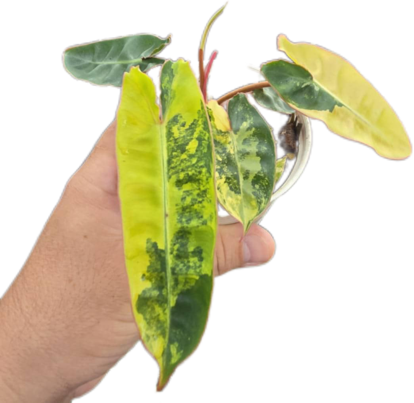 Philodendron billietae variegated small set of 5 plants