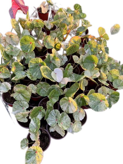 Begonia Rouge variegated– Set of 5 Plants