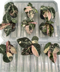 Alocasia black velvet pink Variegated - Set of 5 Plants