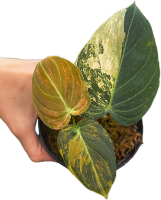 Philodendron melanochrysum orange Variegated small size