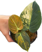 Philodendron melanochrysum orange Variegated small size