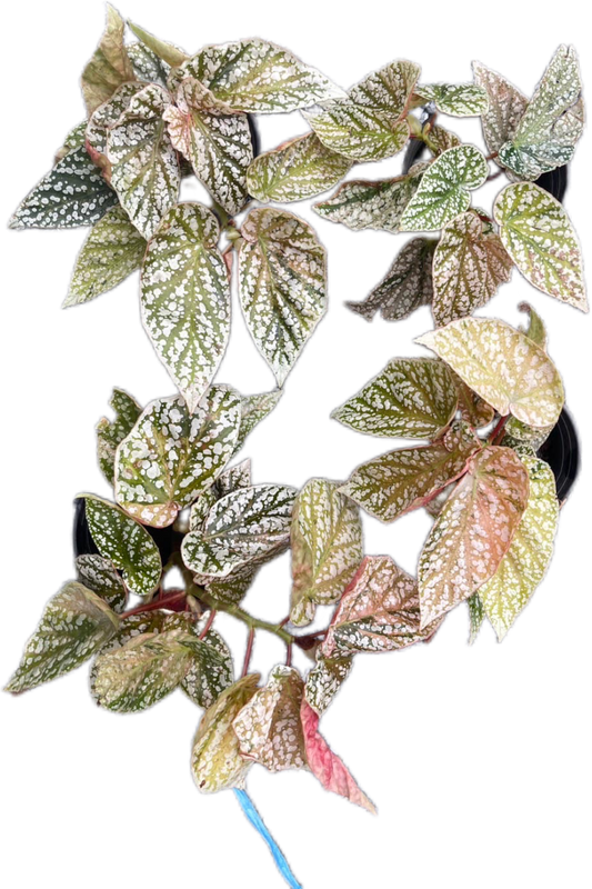 Begonia snow capped variegated– Set of 10 Plants