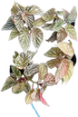 Begonia snow capped variegated– Set of 10 Plants