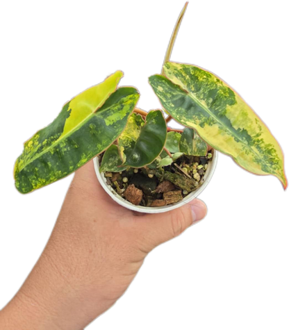 Philodendron billietae variegated small set of 5 plants