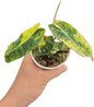 Philodendron billietae variegated small set of 5 plants