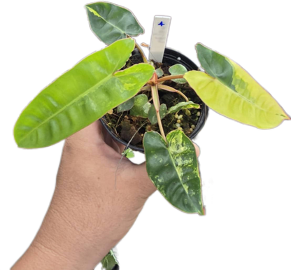 Philodendron billietae variegated small set of 5 plants